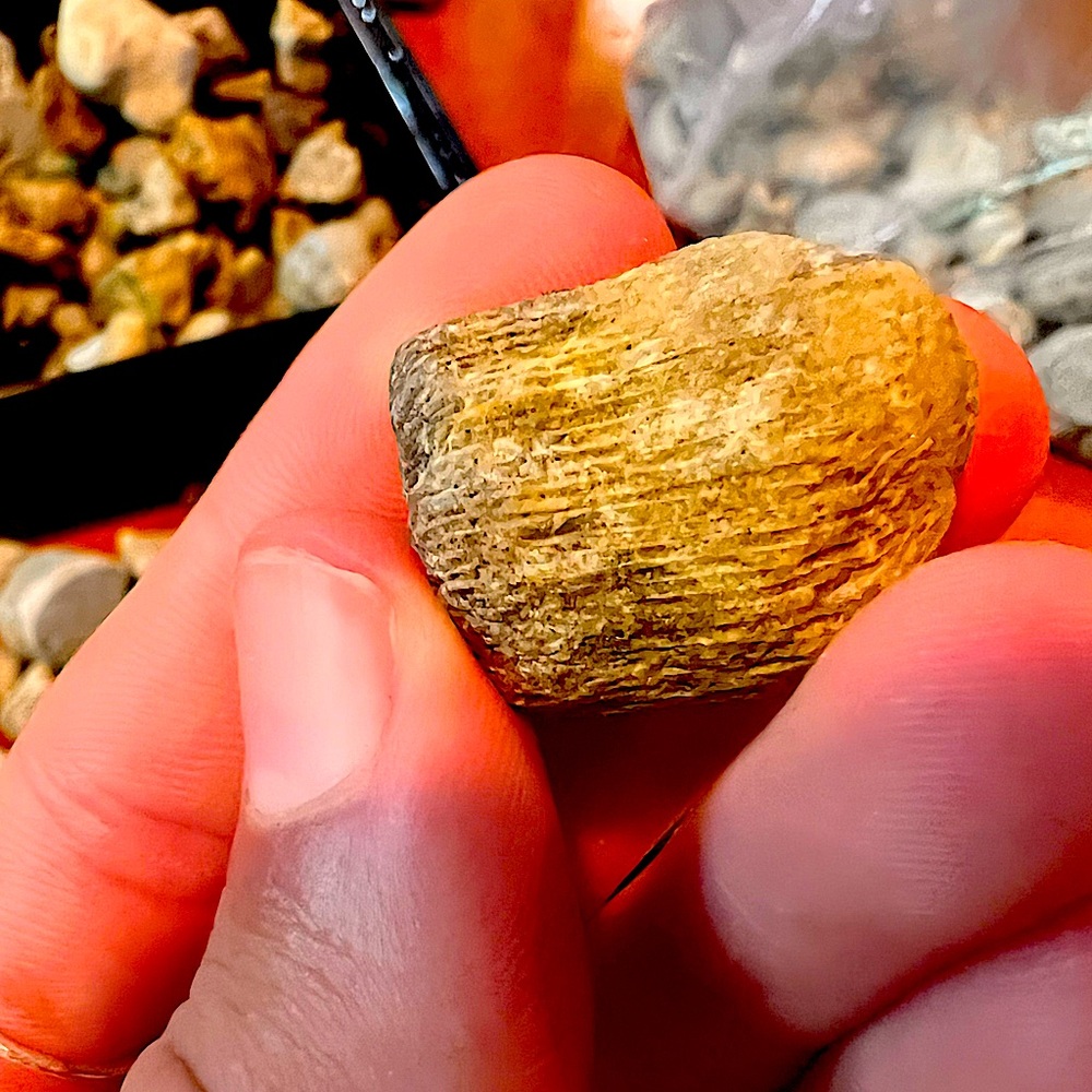 Horn Coral Tube Section
